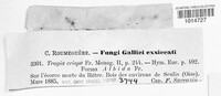 Trogia crispa image
